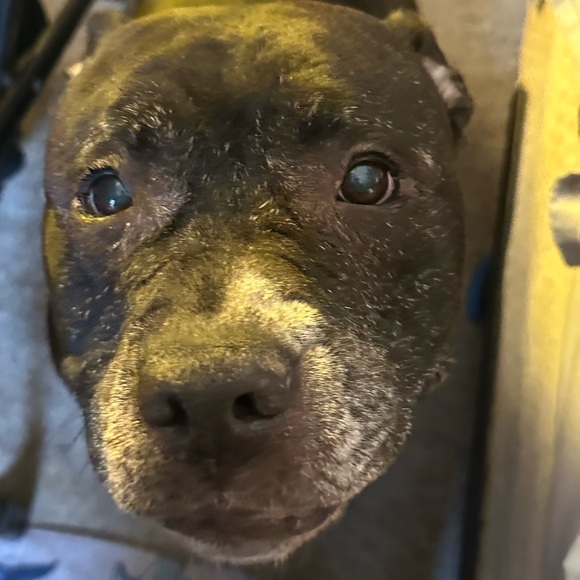 In Memory of Athena Bean - Picture 2 of 12